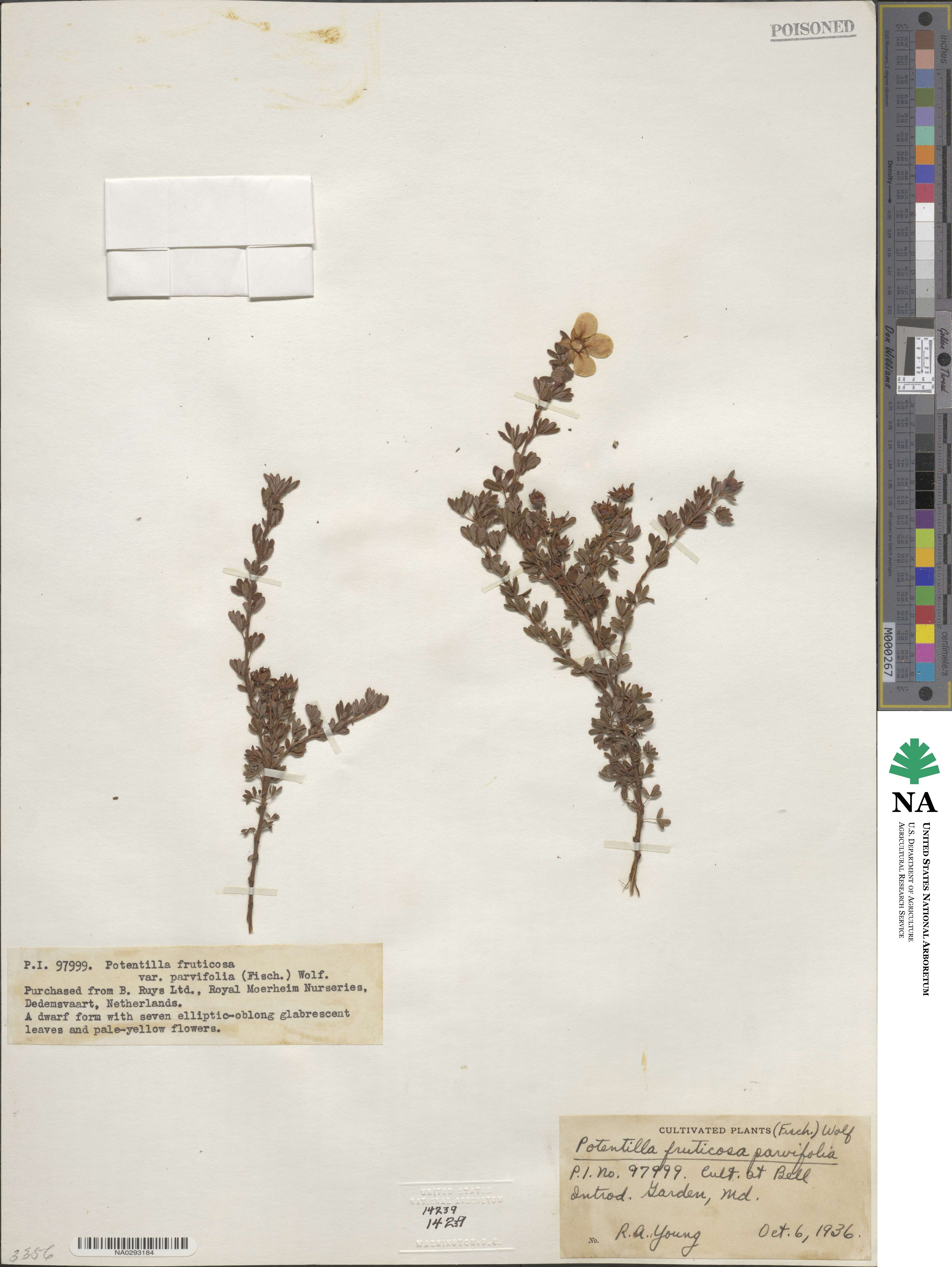 Dasiphora parvifolia image