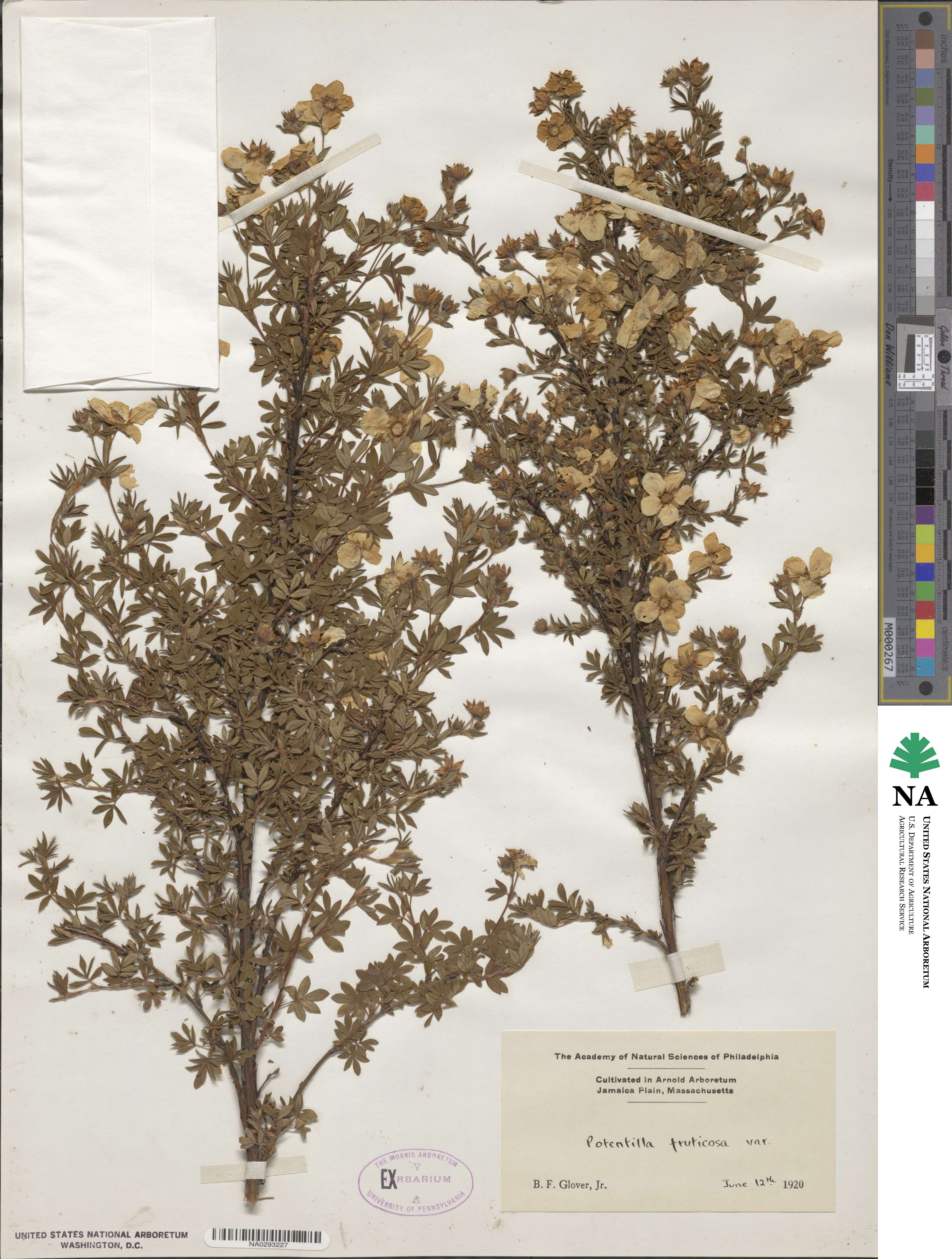 Dasiphora fruticosa image