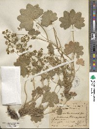 Alchemilla micans image