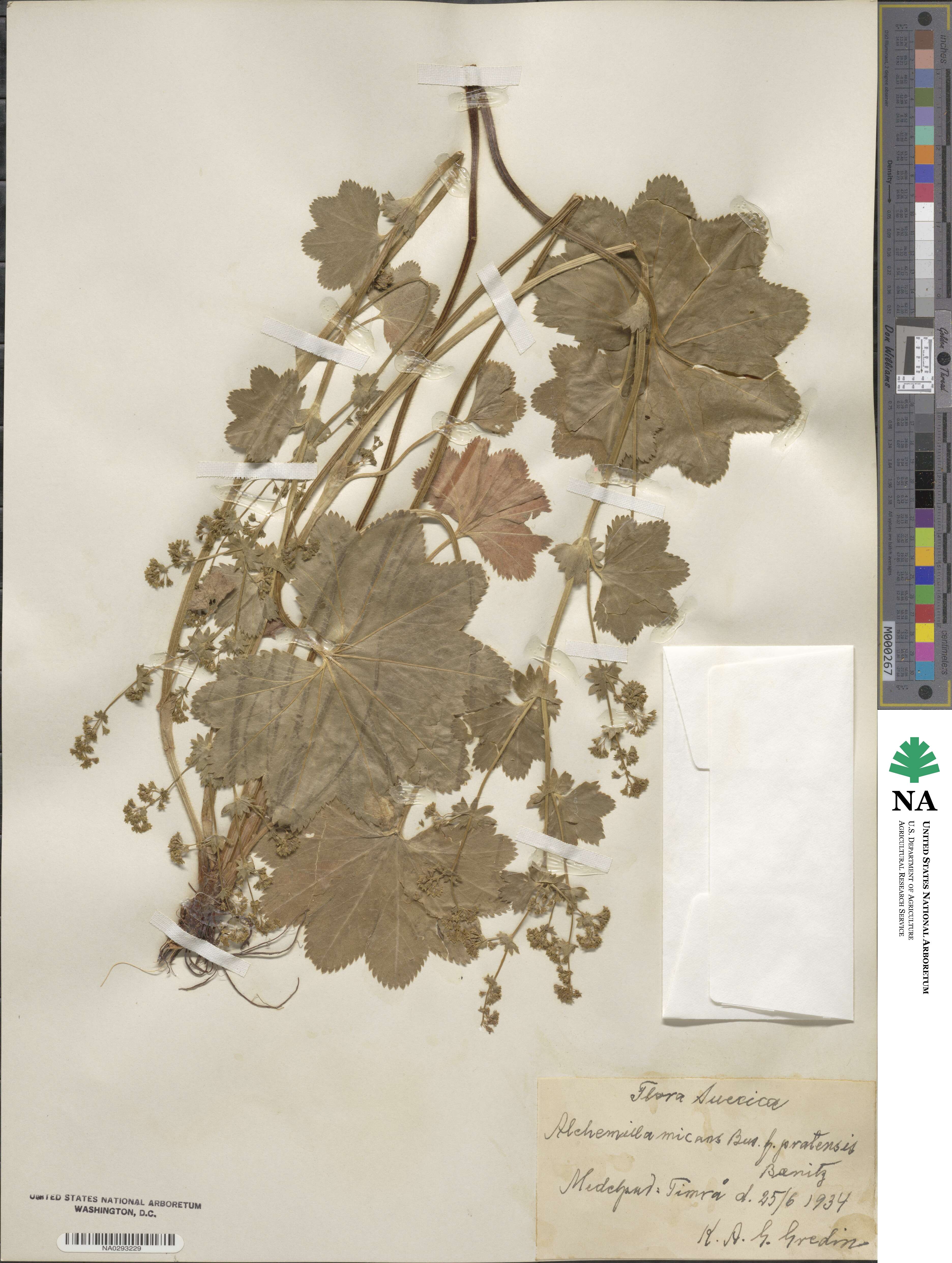 Alchemilla micans image