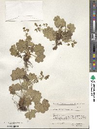 Image of Alchemilla monticola