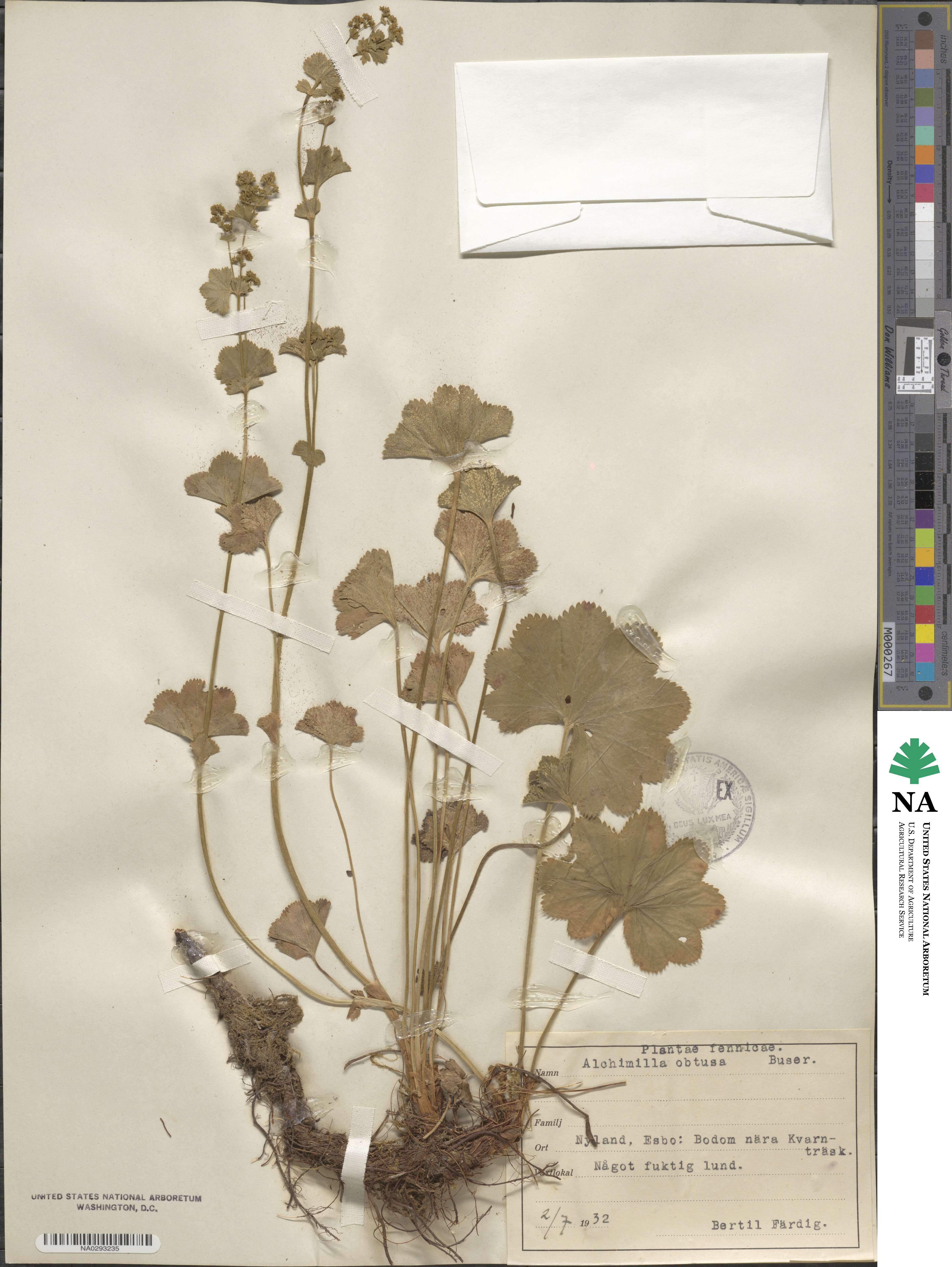 Alchemilla obtusa image