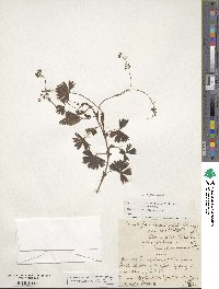 Image of Alchemilla fissa