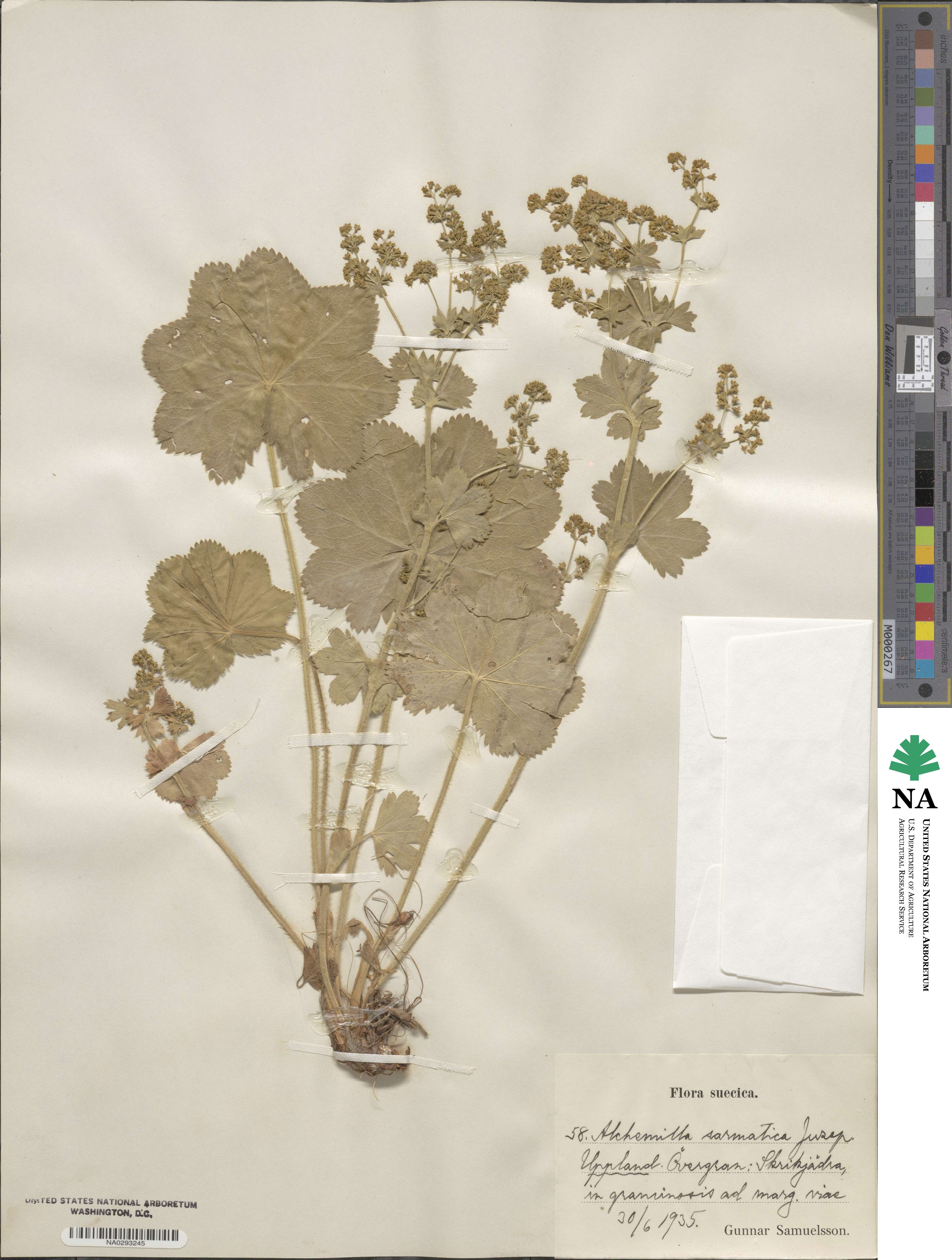 Alchemilla sarmatica image