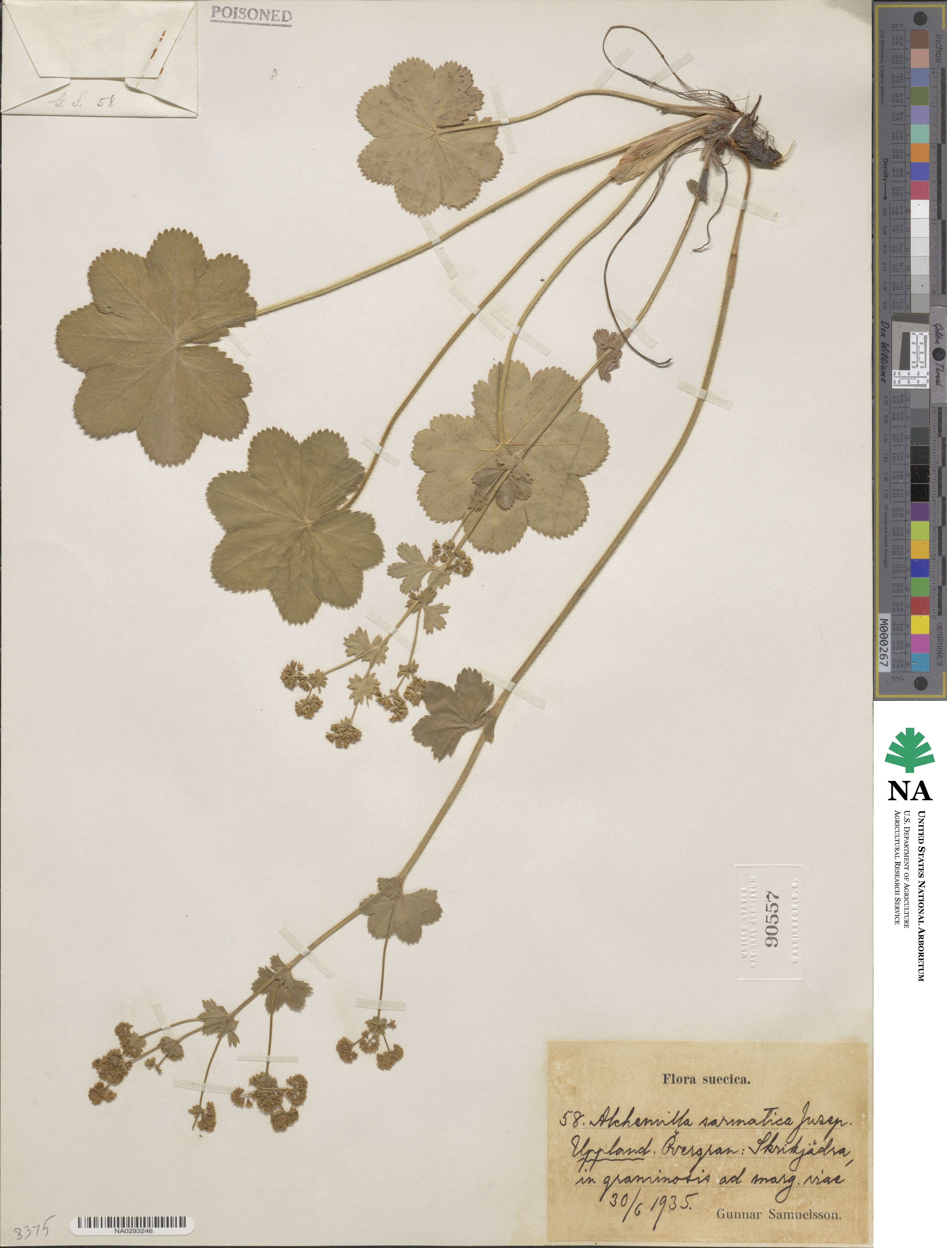 Alchemilla sarmatica image