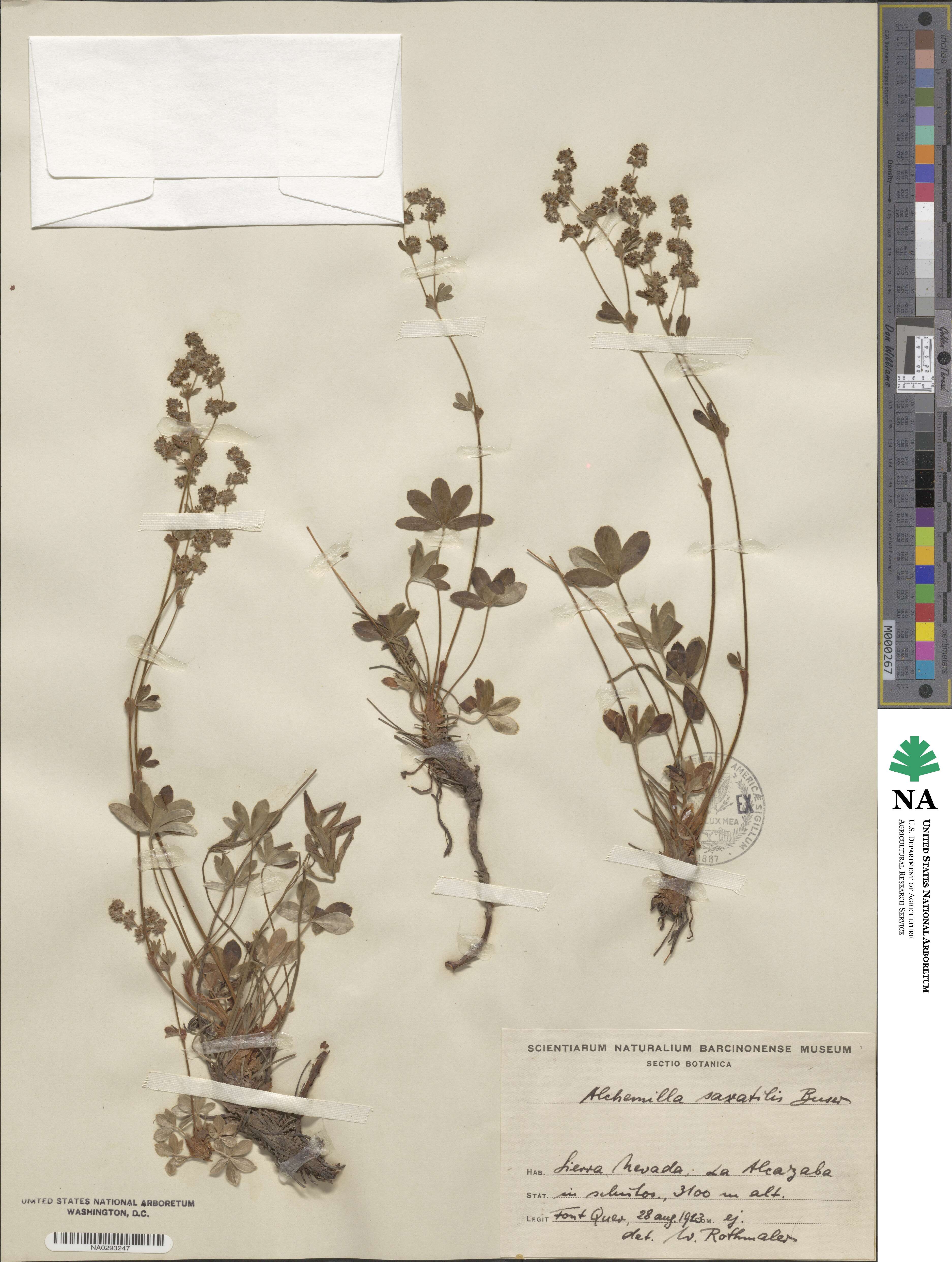 Alchemilla saxatilis image