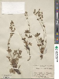 Image of Alchemilla saxatilis