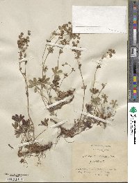 Alchemilla saxatilis image