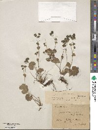 Alchemilla vulgaris image