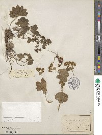 Alchemilla vulgaris image