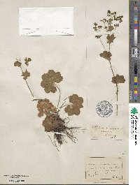 Alchemilla vulgaris image