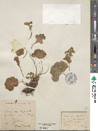 Alchemilla vulgaris image