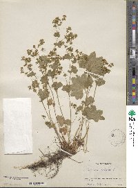 Alchemilla vulgaris image