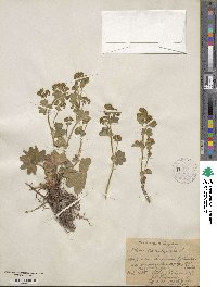 Alchemilla vulgaris image