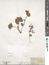 Alchemilla vulgaris image