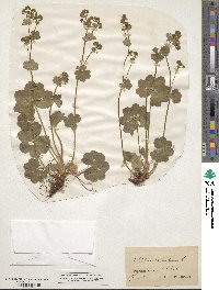 Alchemilla vulgaris image