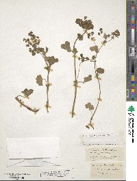 Alchemilla vulgaris image