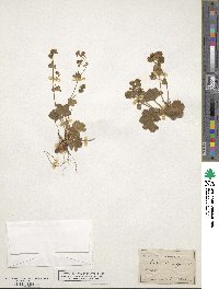 Alchemilla vulgaris image