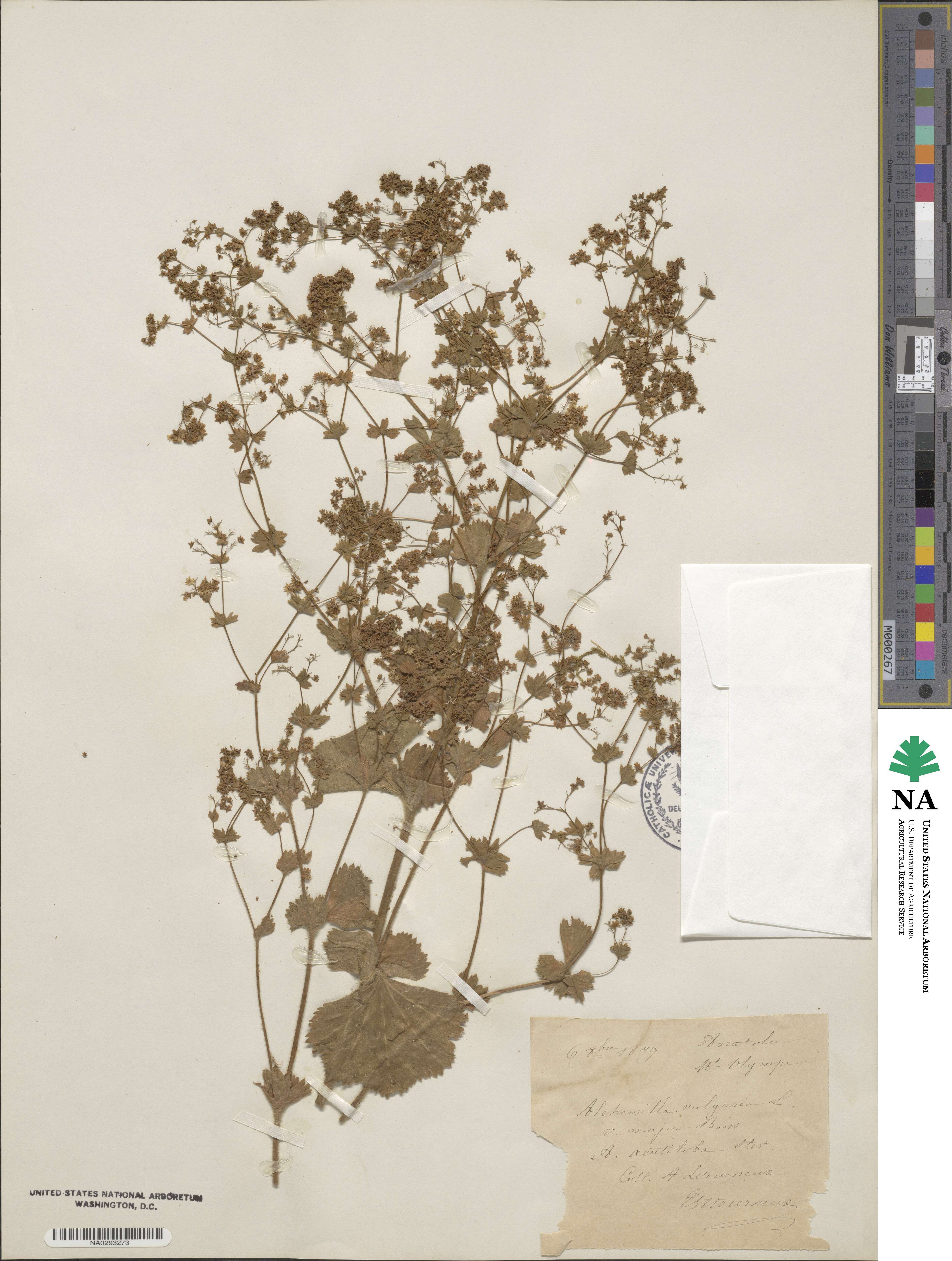 Alchemilla mollis image