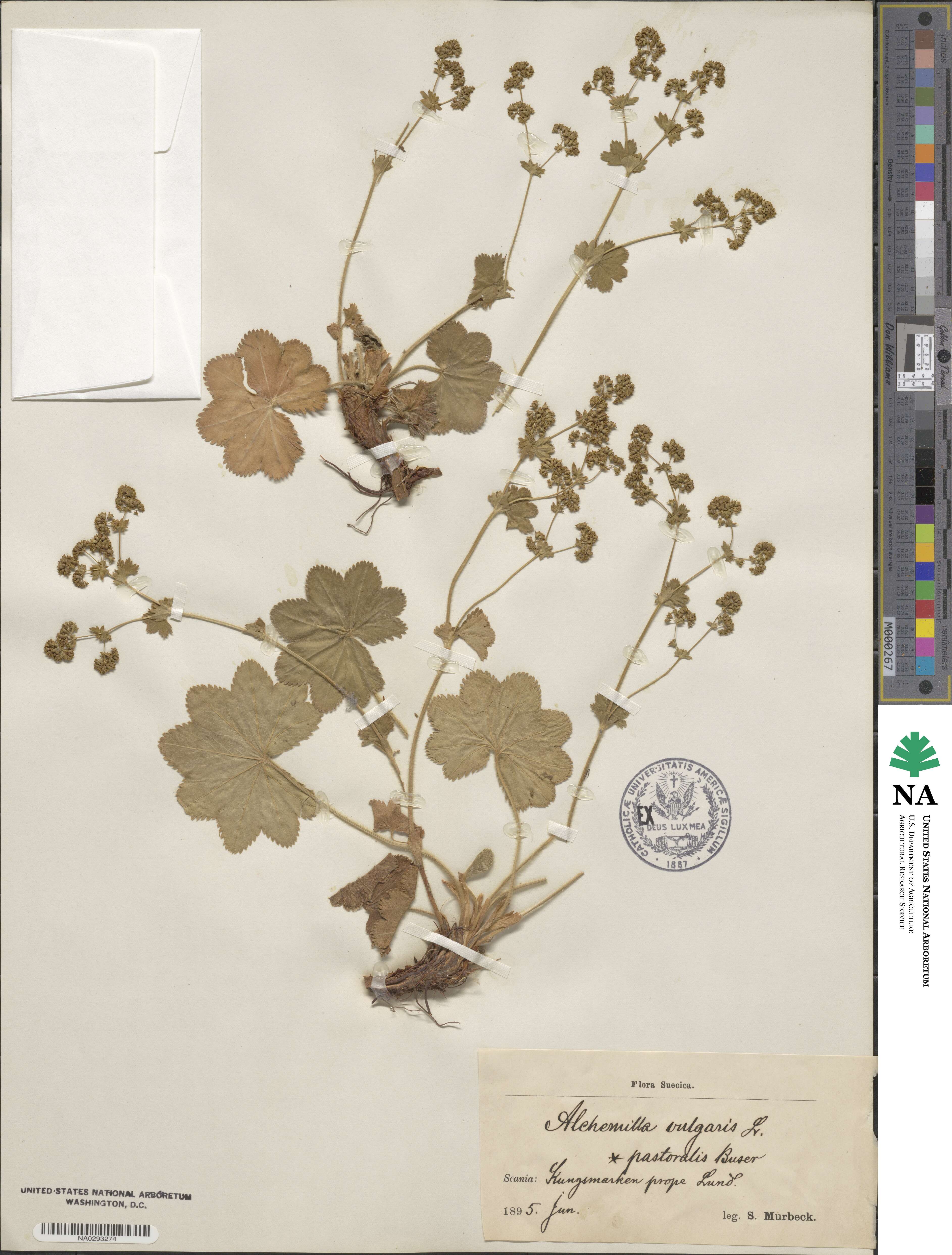 Alchemilla vulgaris image