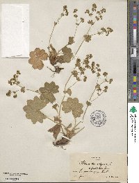 Alchemilla vulgaris image