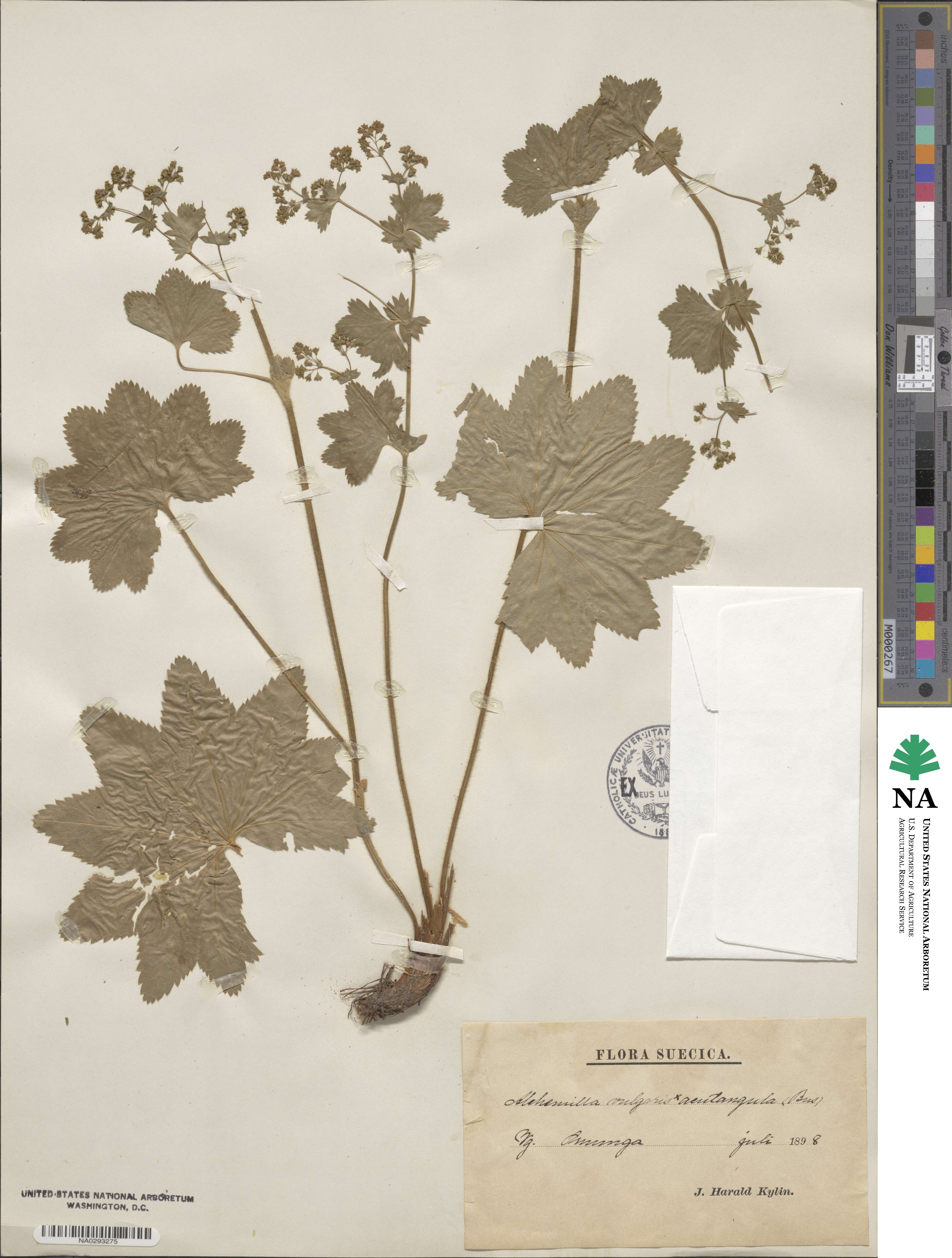 Alchemilla vulgaris image