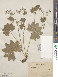 Alchemilla vulgaris image