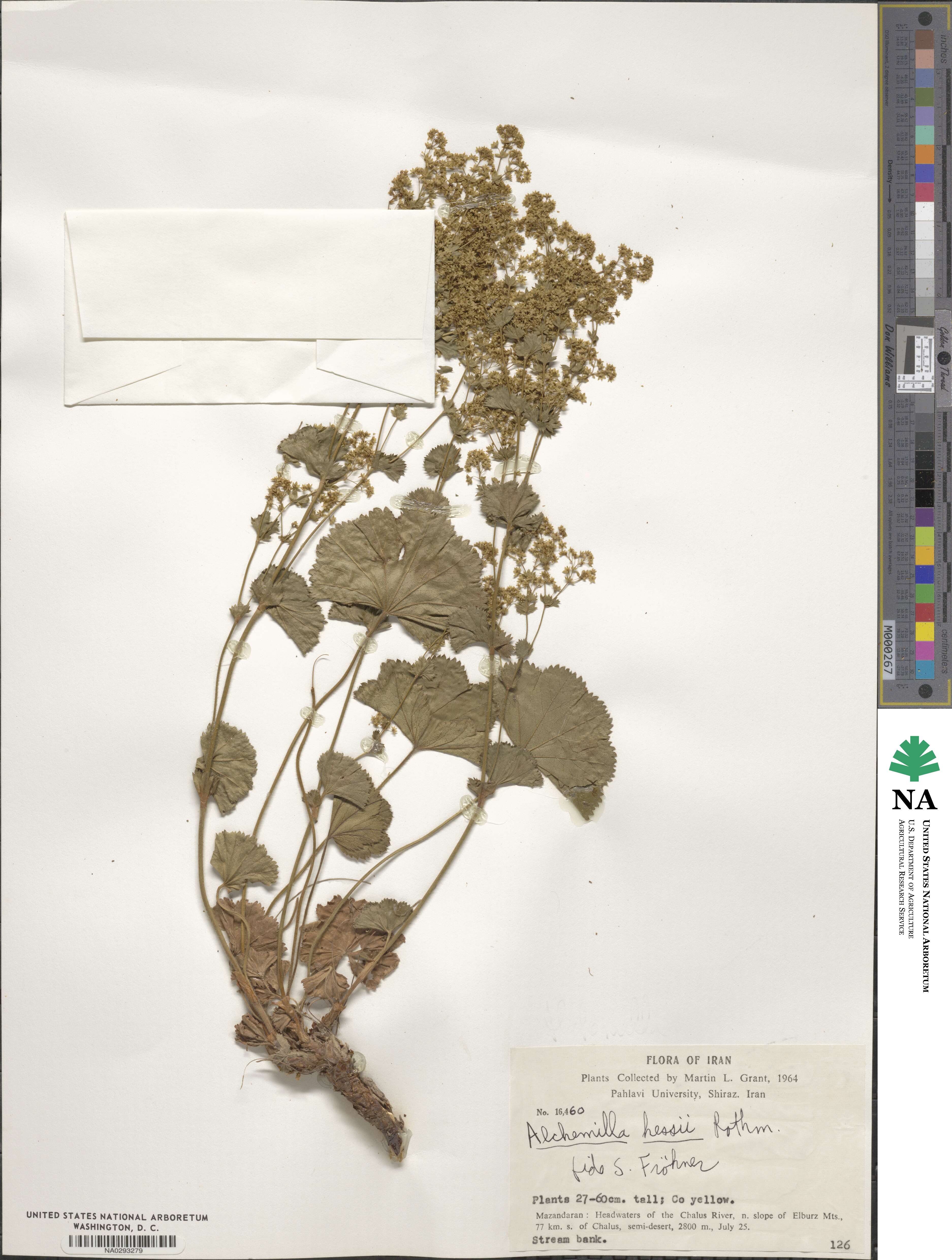 Alchemilla hessii image