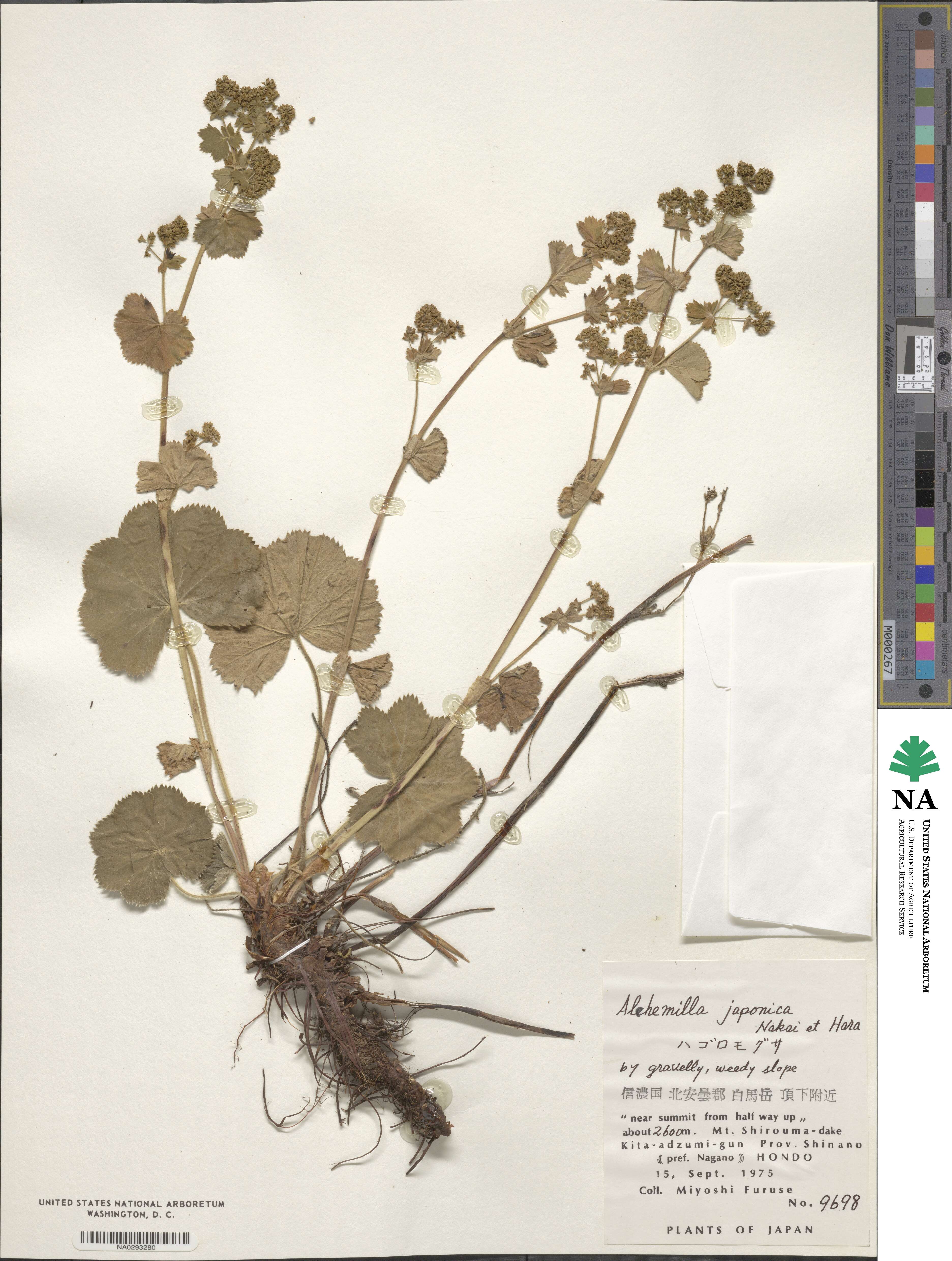 Alchemilla japonica image