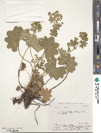 Alchemilla vulgaris image