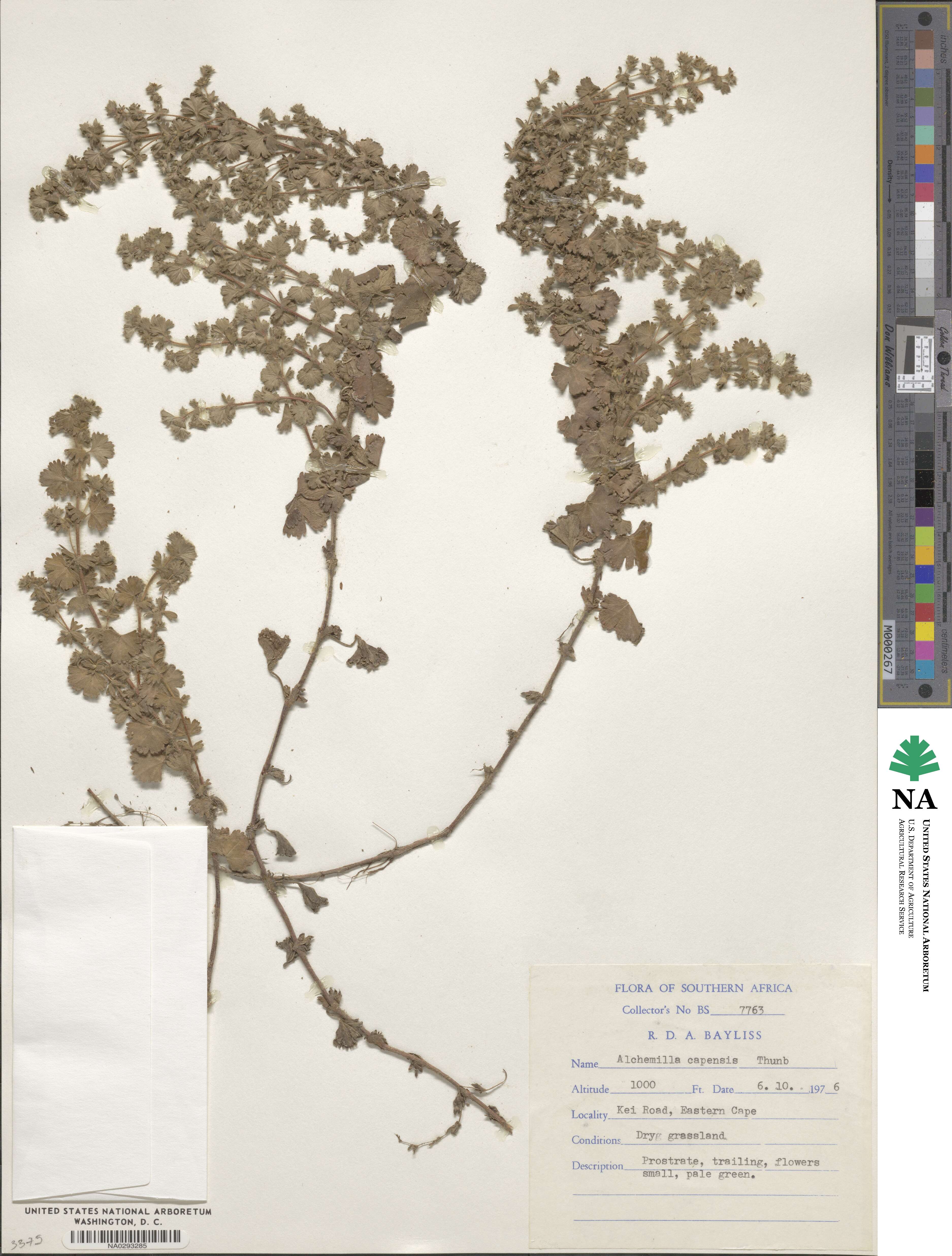 Alchemilla capensis image