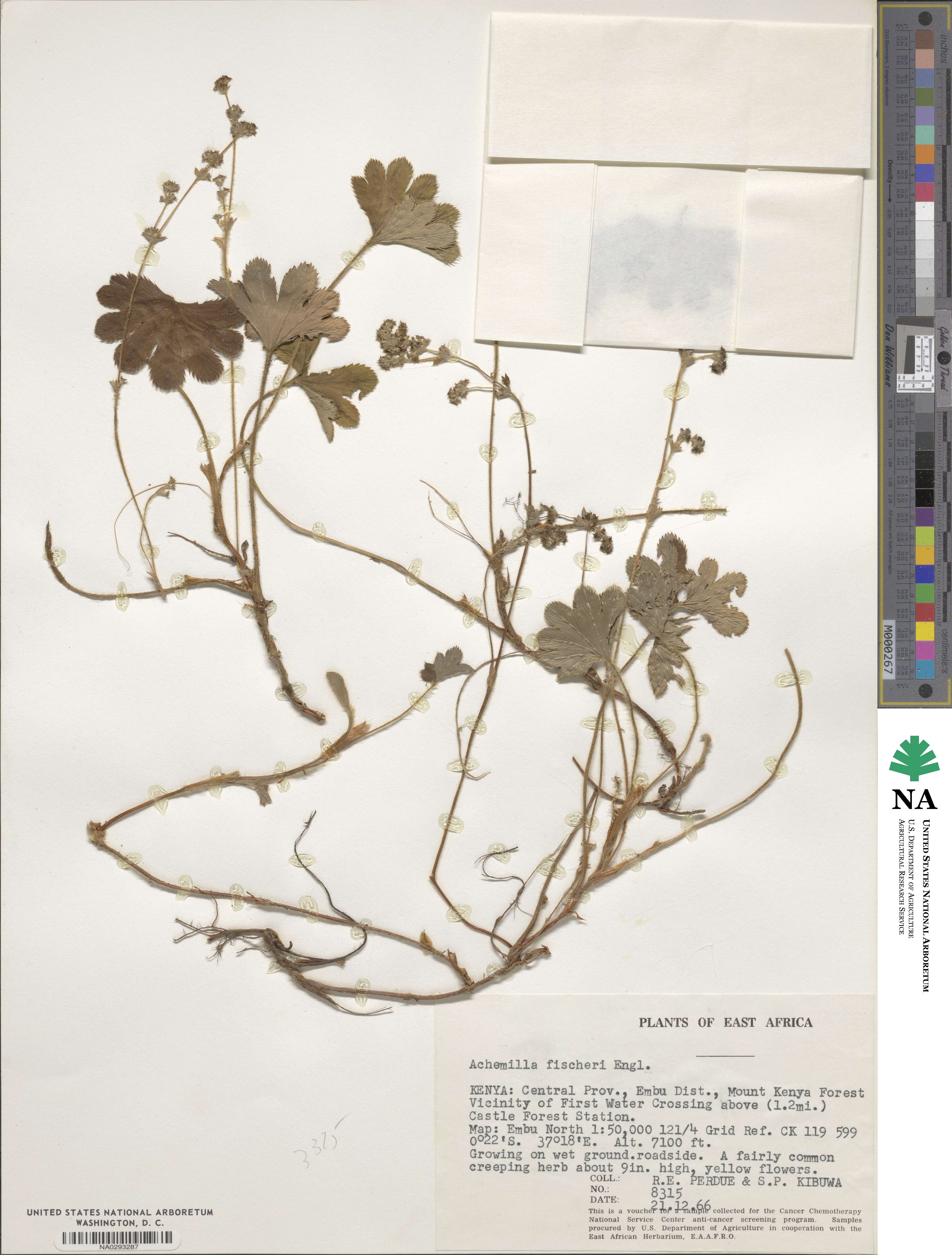 Alchemilla fischeri image