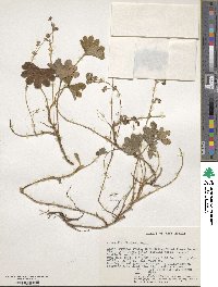 Image of Alchemilla fischeri