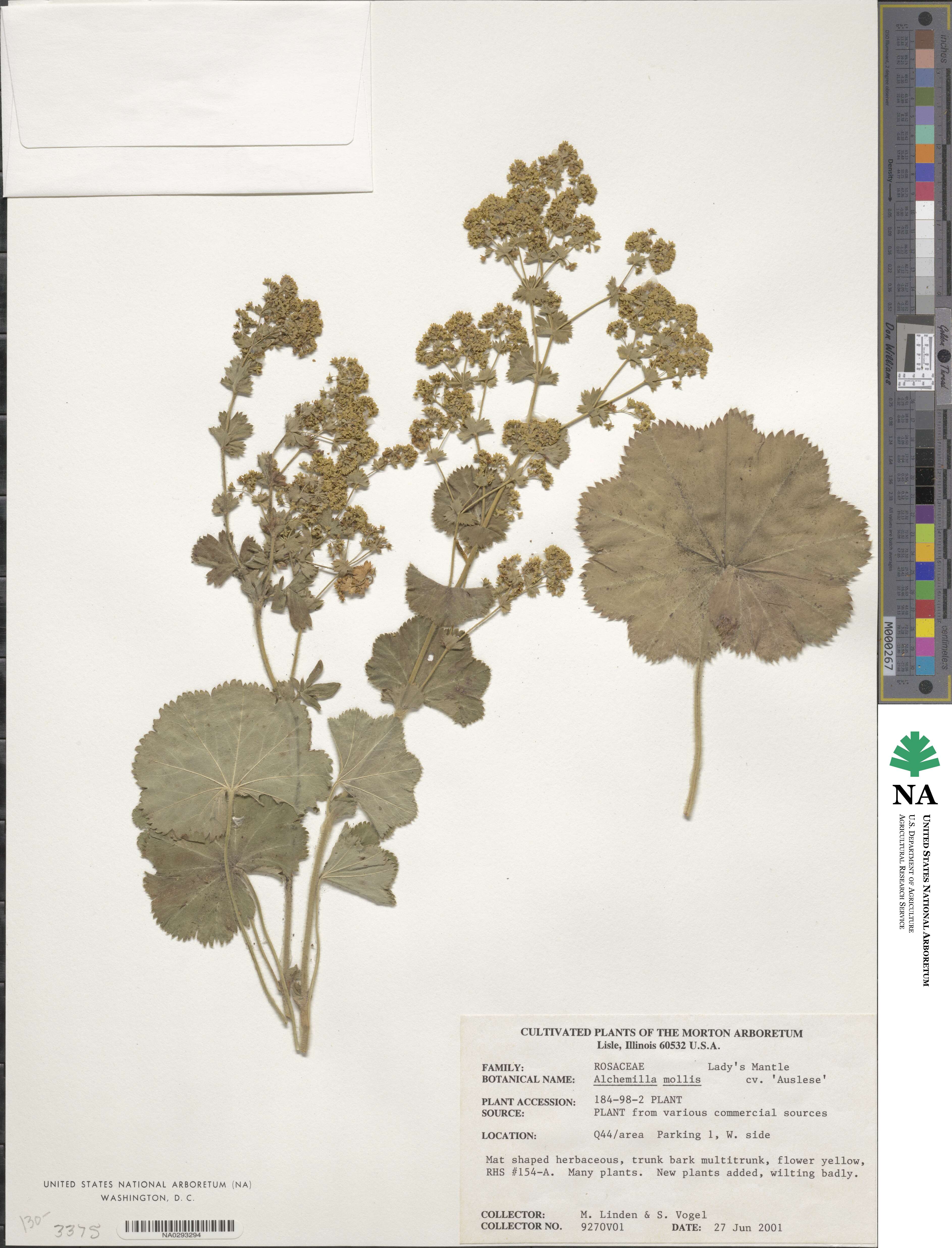 Alchemilla mollis image