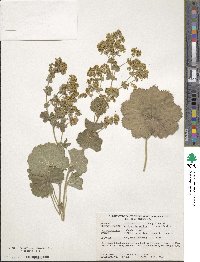 Alchemilla mollis image