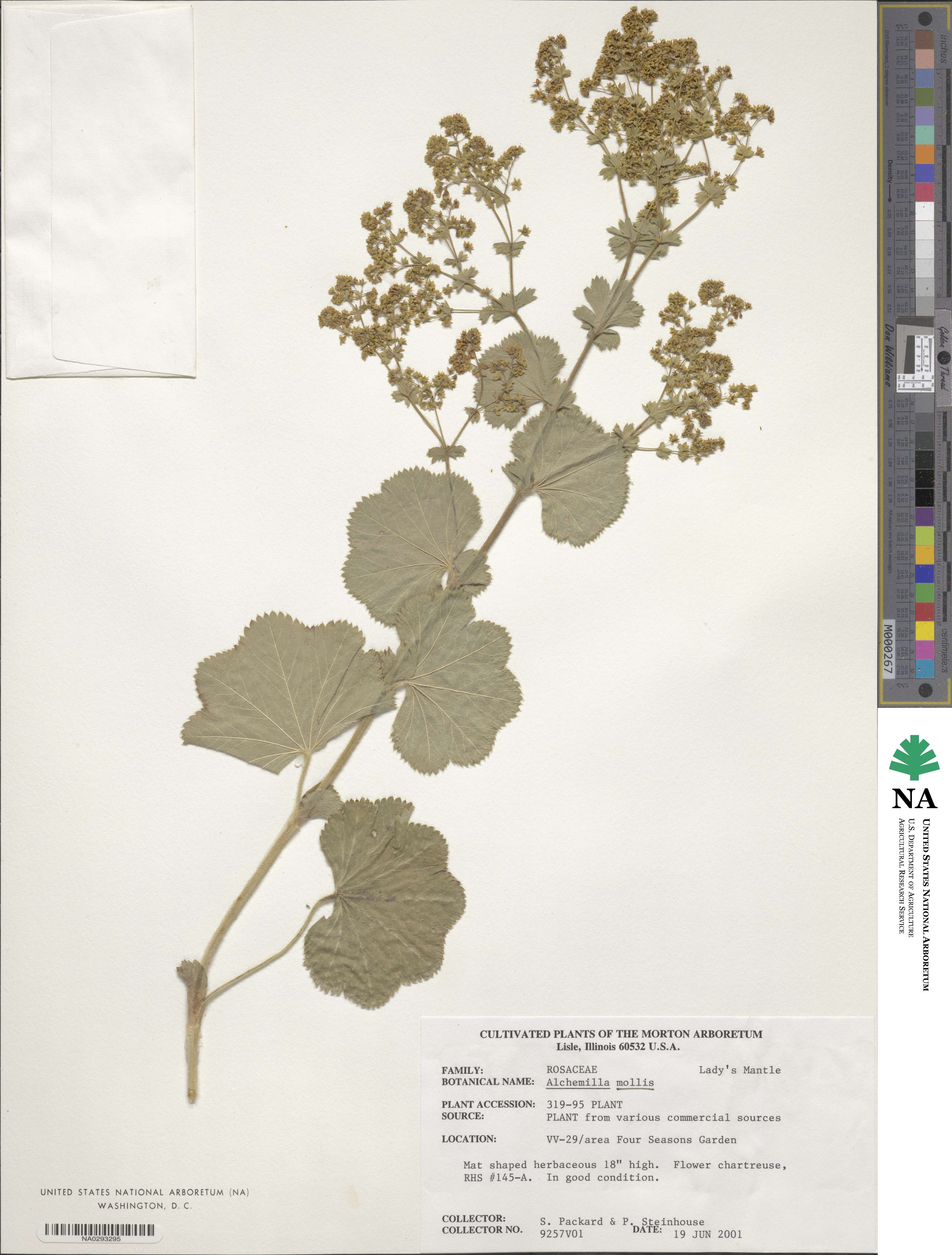 Alchemilla mollis image