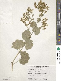 Alchemilla mollis image