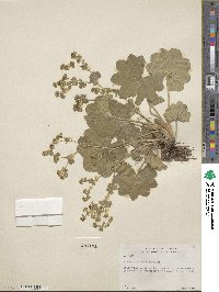 Alchemilla monticola image