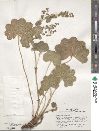 Alchemilla vulgaris image