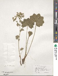 Alchemilla vulgaris image