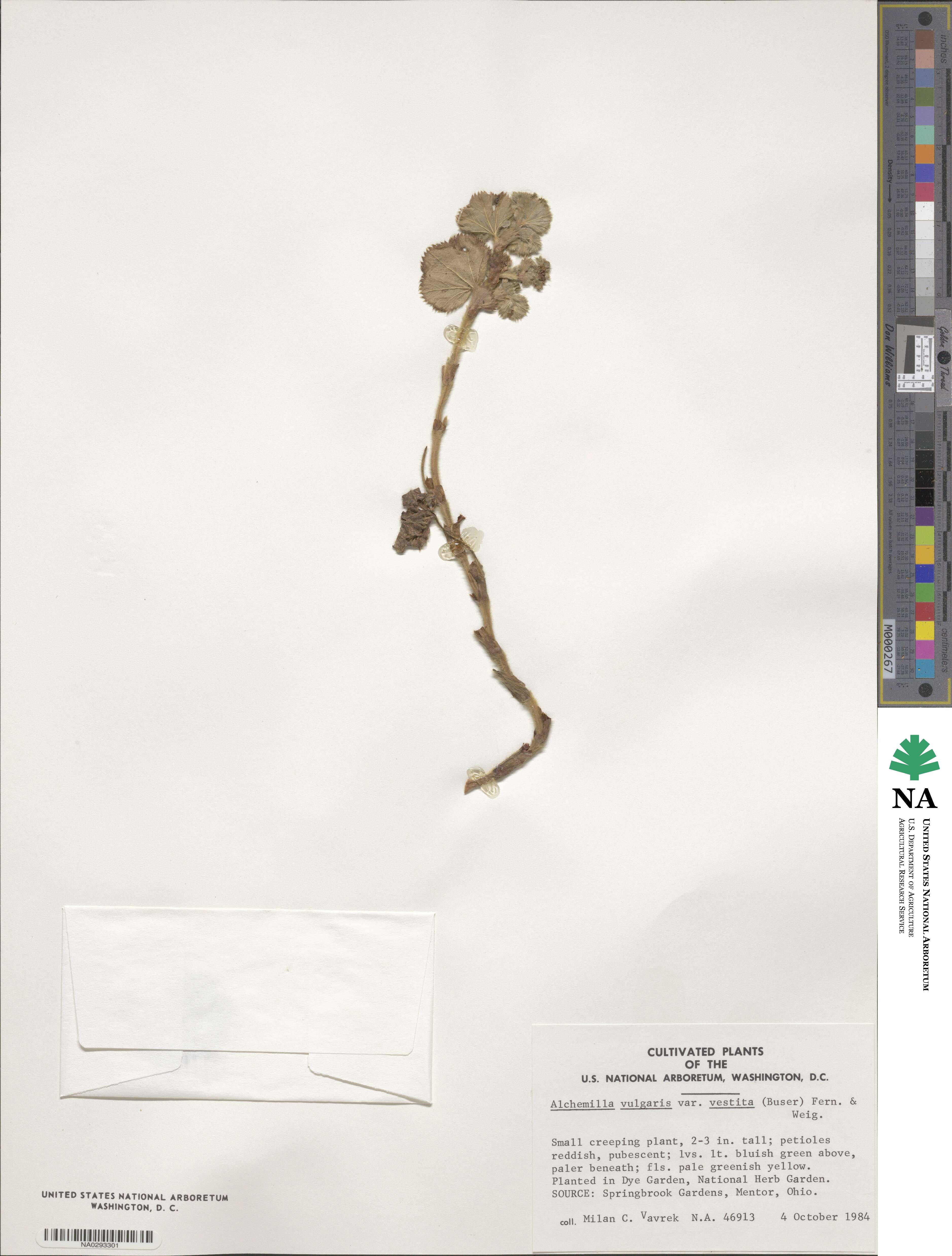 Alchemilla amphisericea image