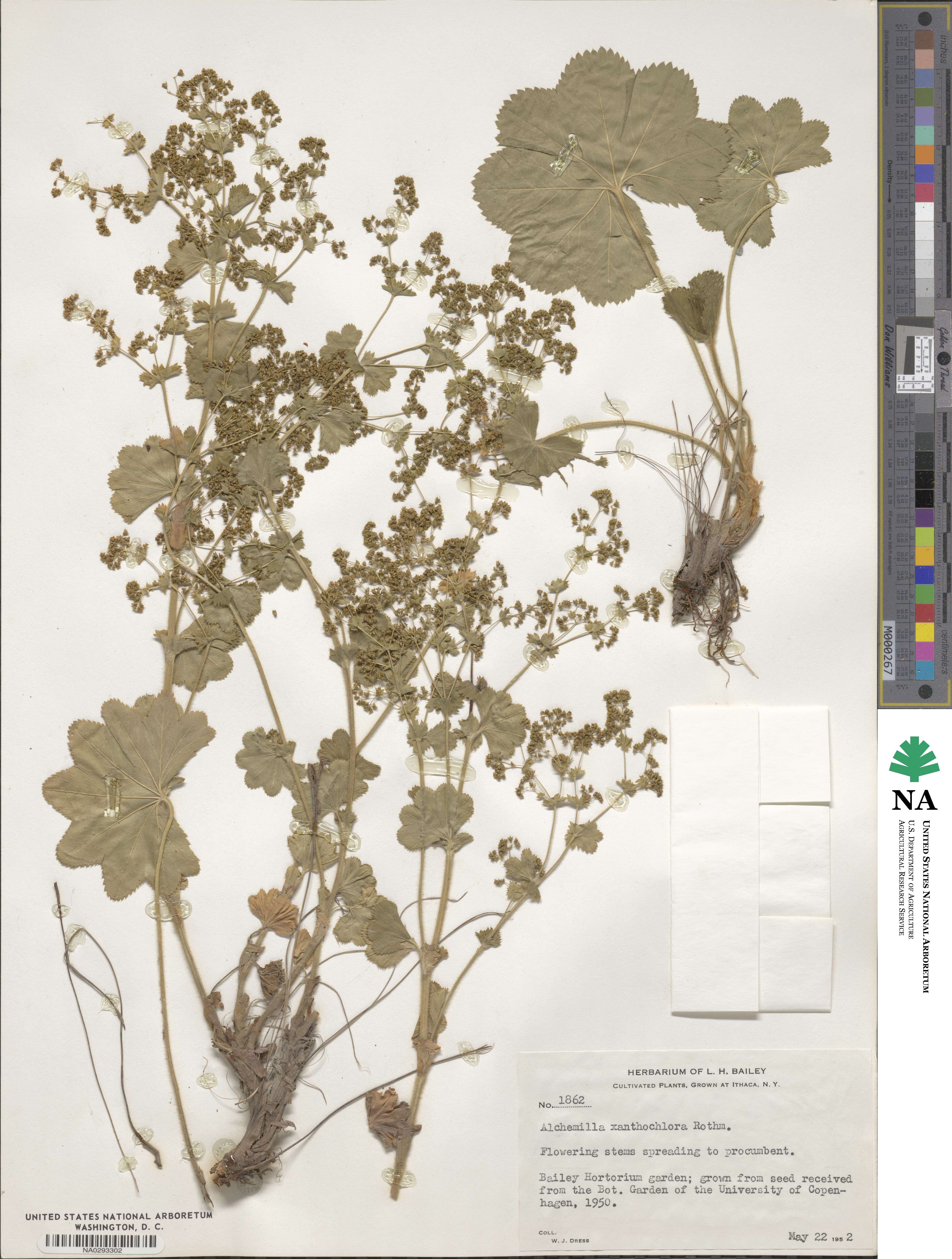 Alchemilla xanthochlora image