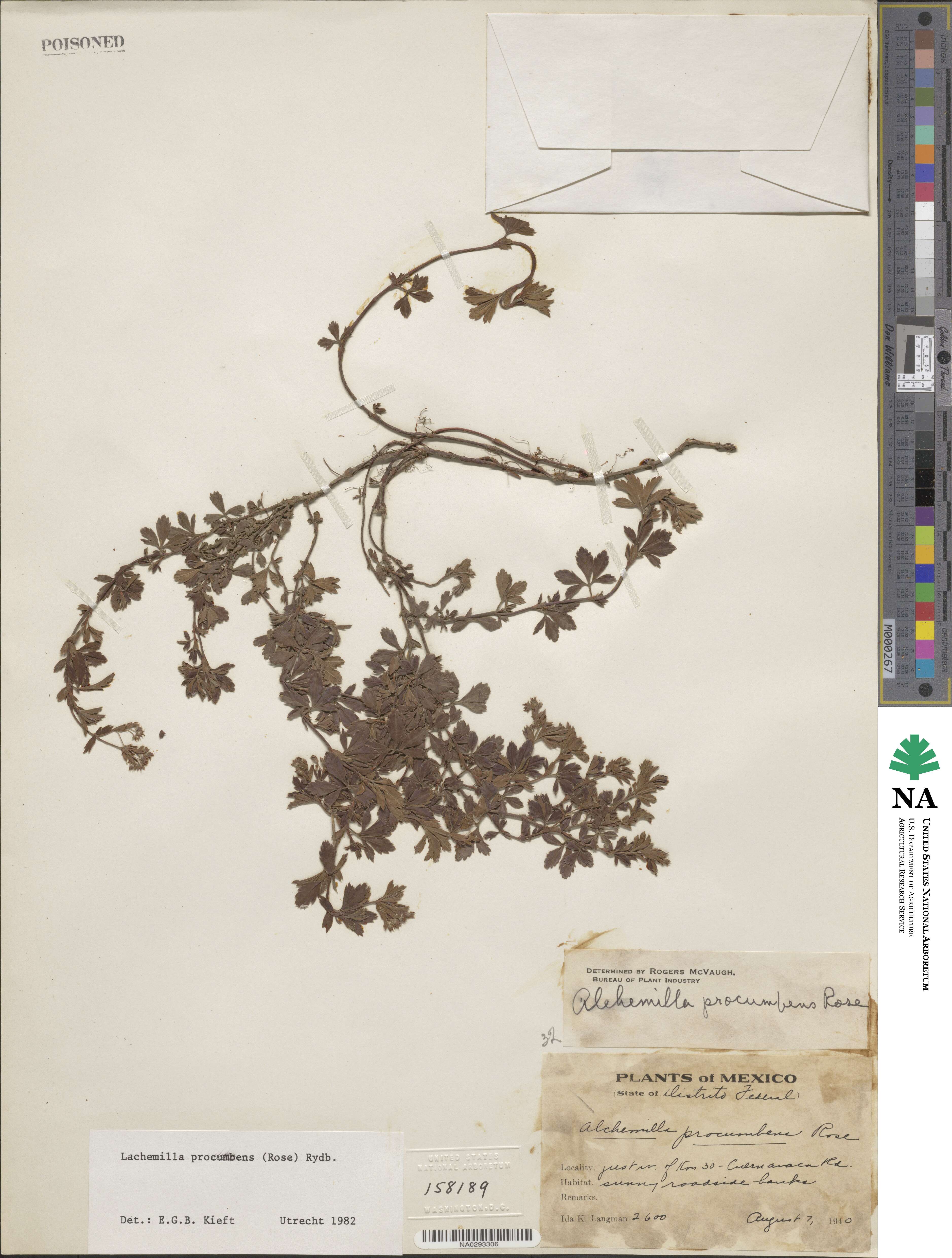 Lachemilla procumbens image