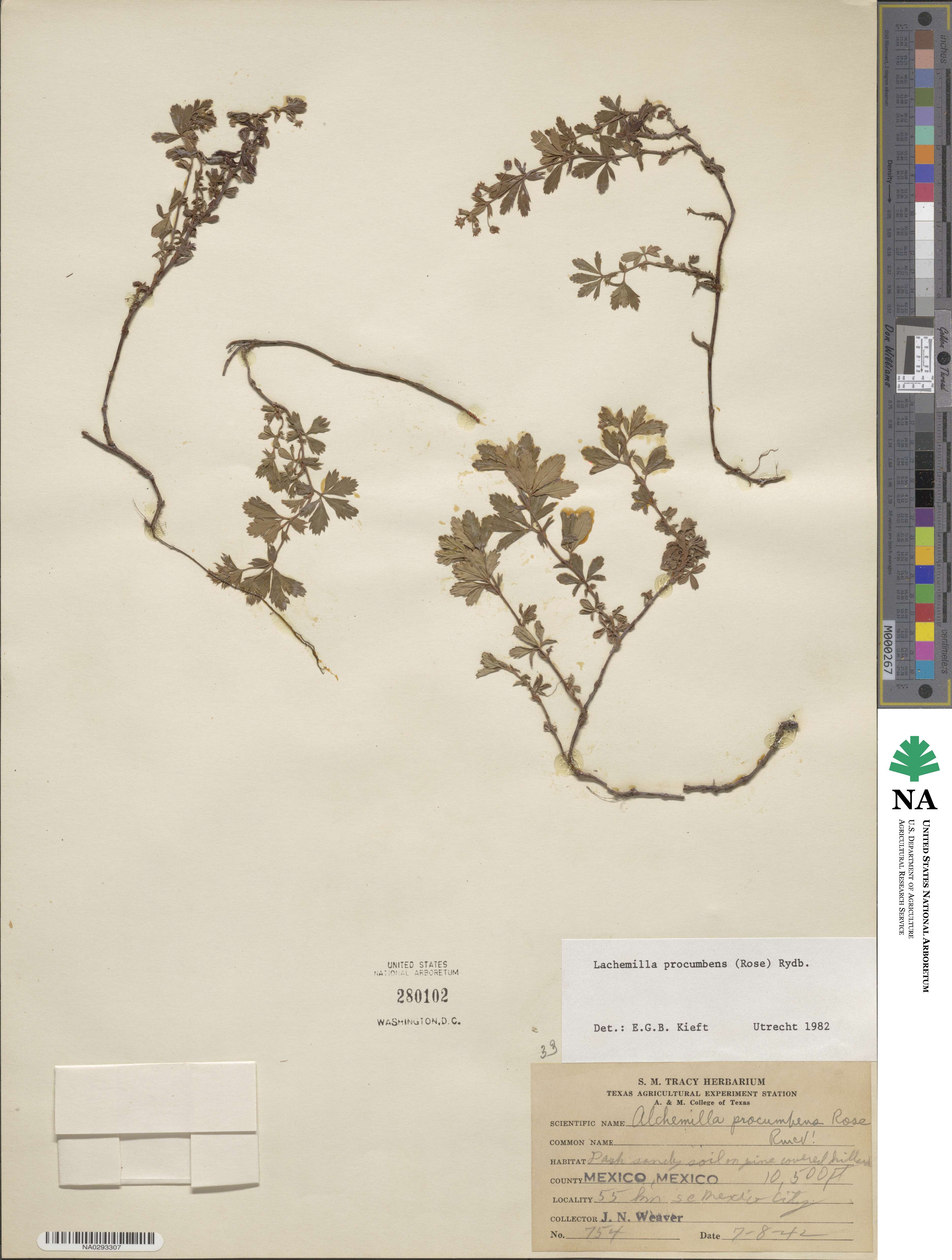 Lachemilla procumbens image