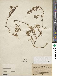 Lachemilla procumbens image