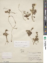 Lachemilla pectinata image