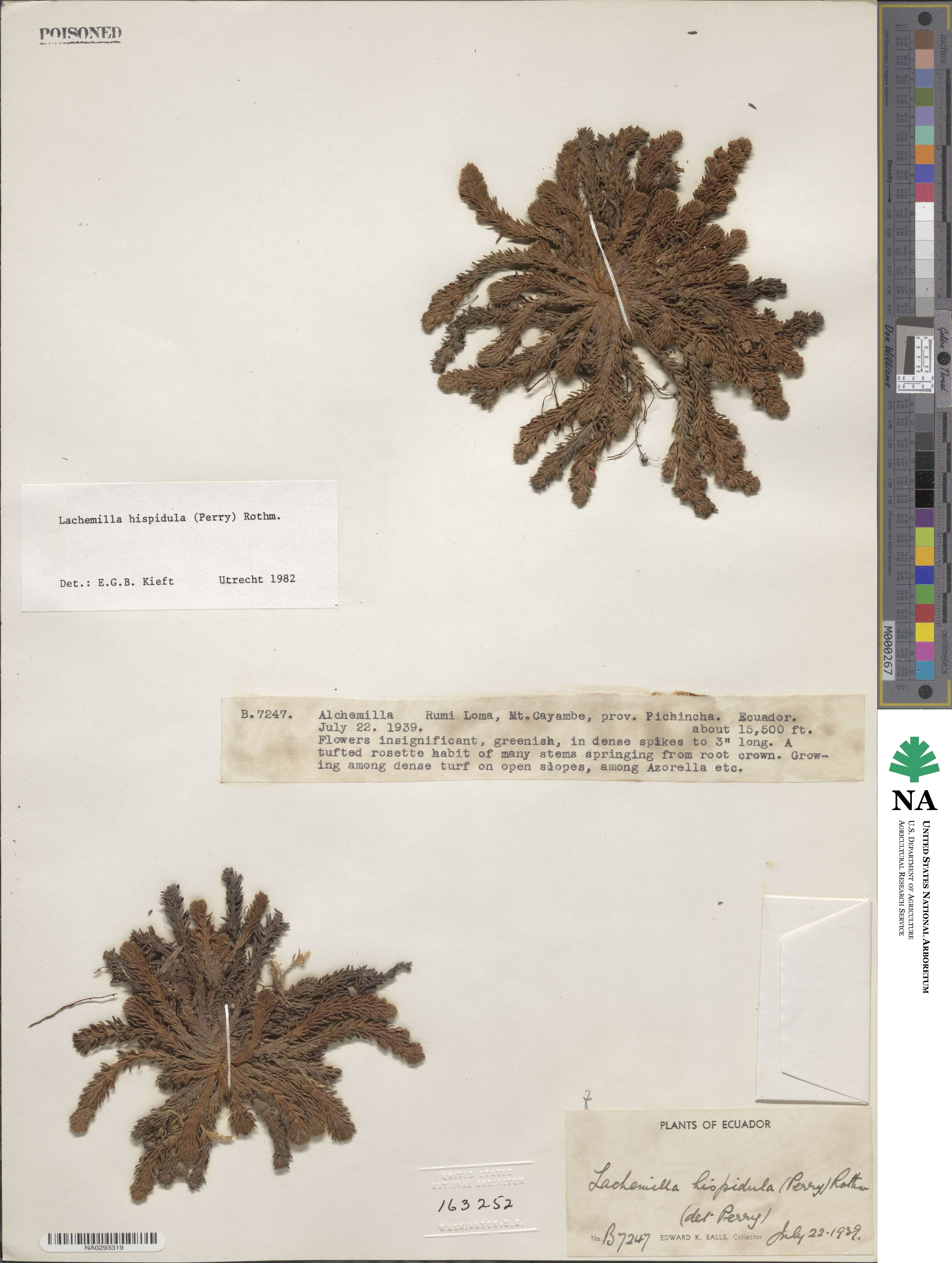 Lachemilla hispidula image