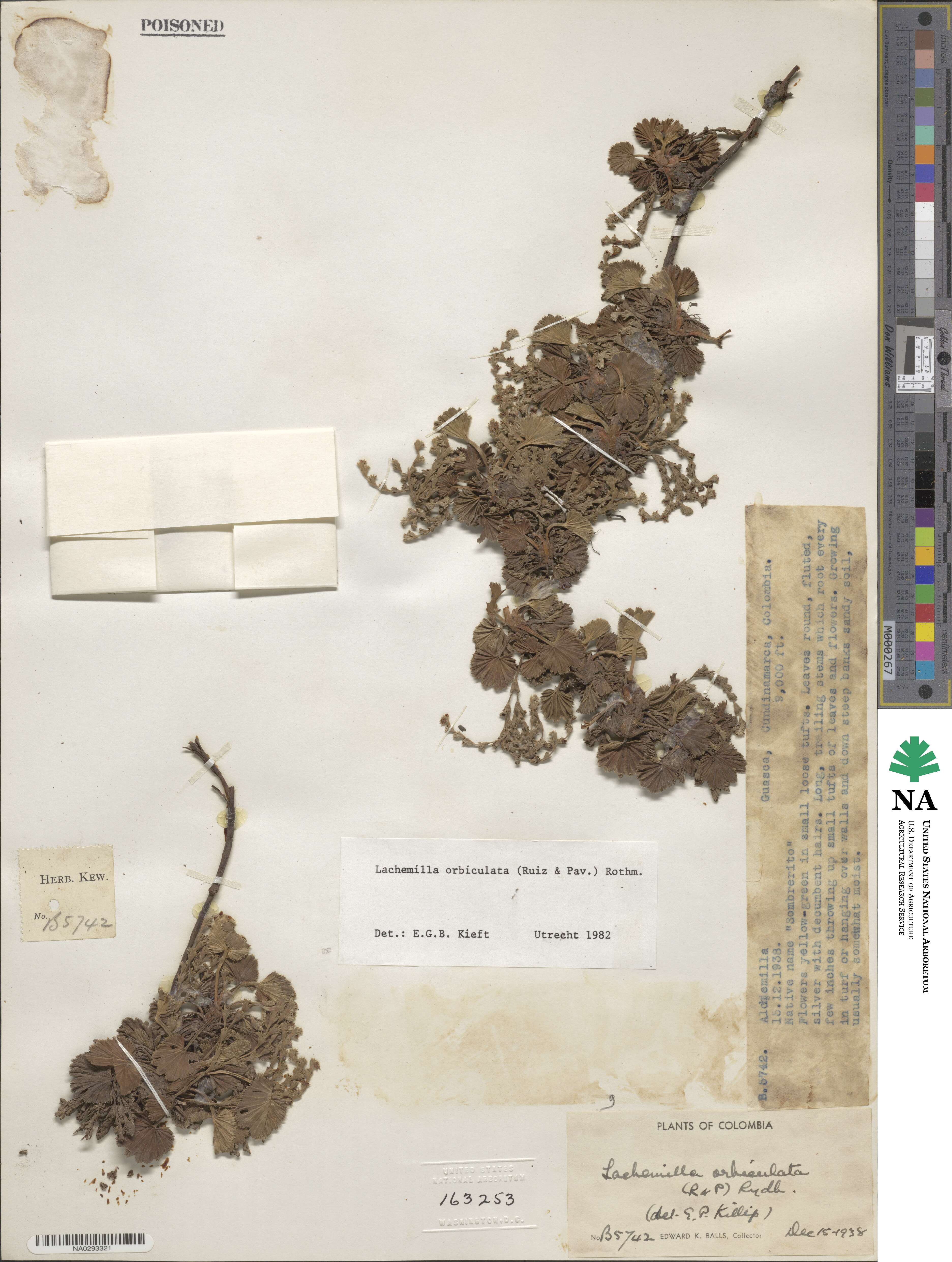 Lachemilla orbiculata image