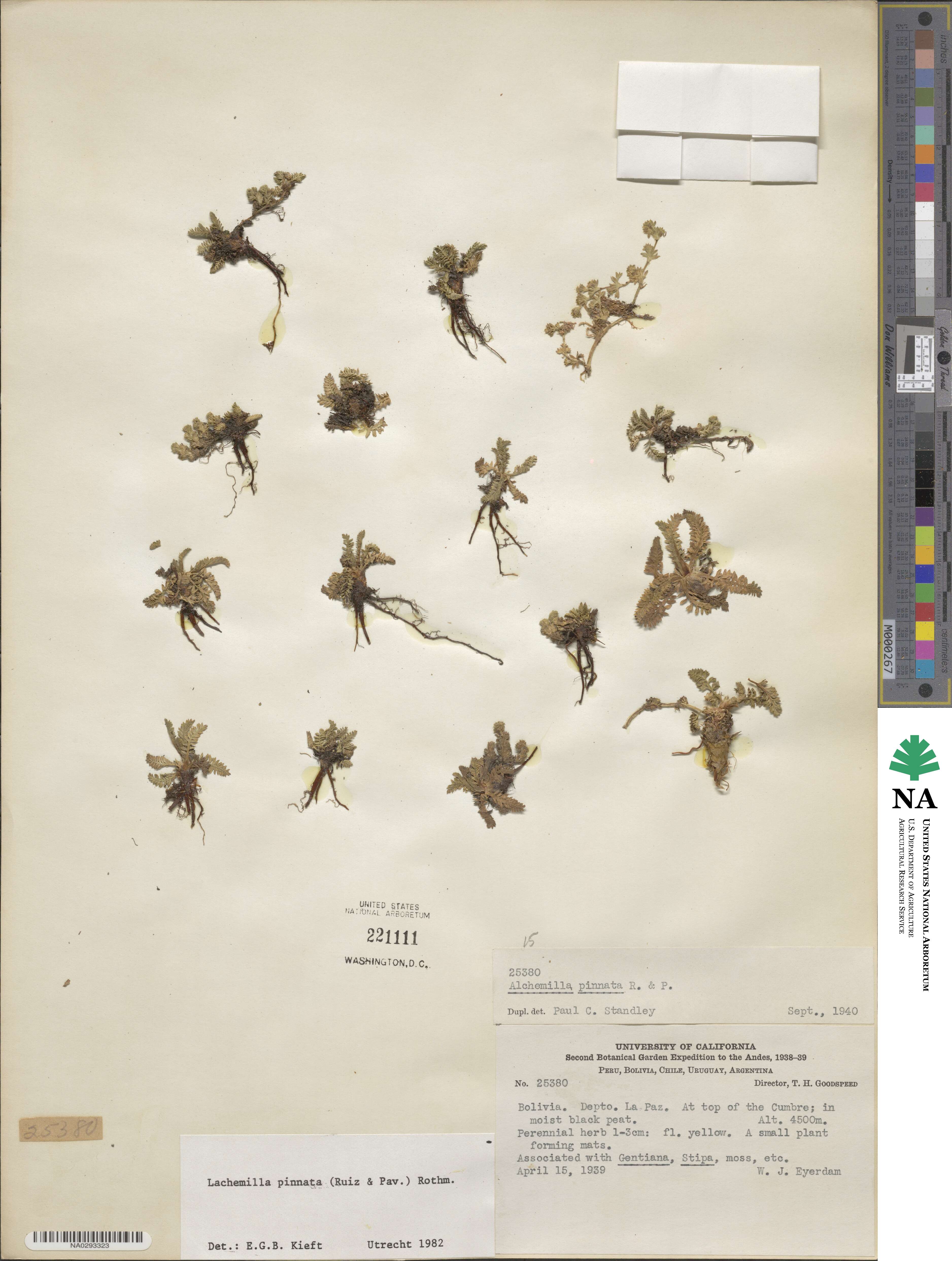 Lachemilla pectinata image