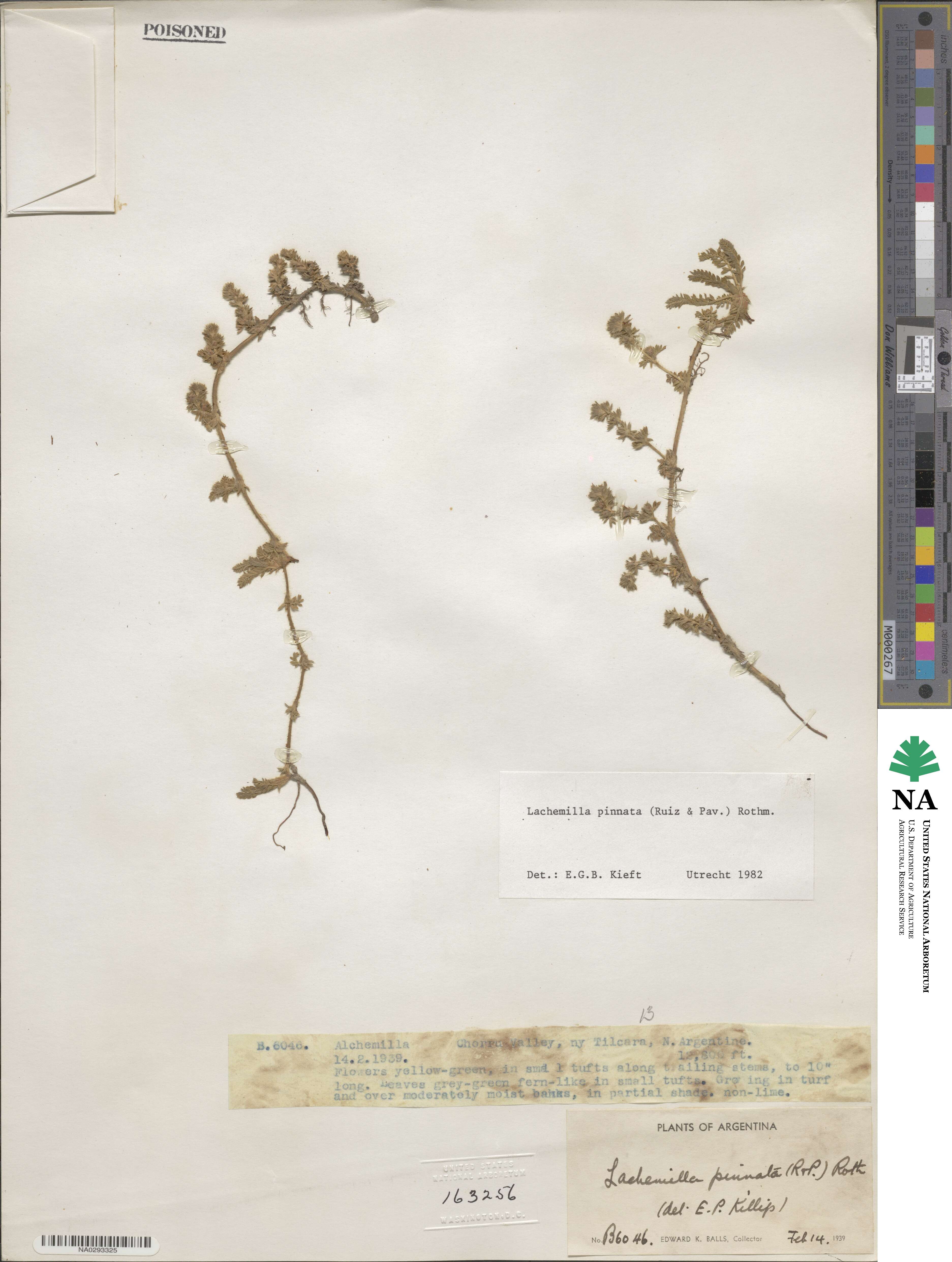 Lachemilla pectinata image